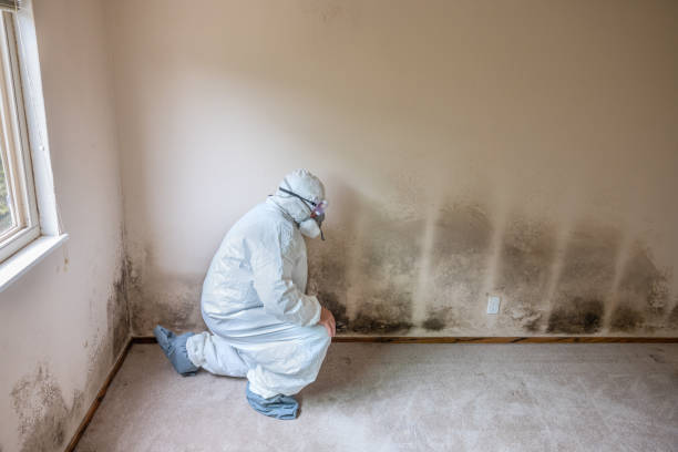 Trusted Daly City, CA Mold Inspection, Removal & Remediation Experts